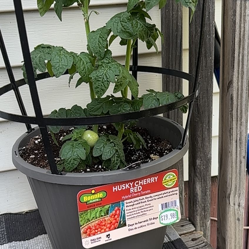 Photo of the plant species Husky Tomato by @ManyKaraka63 named Peter Parker on Greg, the plant care app