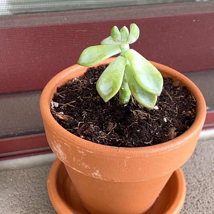 Photo of the plant species Graptosedum 'Ghosty' by @VocalBeech89 named Coco on Greg, the plant care app