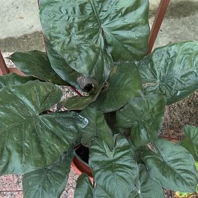 Photo of the plant species Alocasia Yucatan Princess by @VocalBeech89 named Harper on Greg, the plant care app