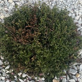 Plant care for Japanese Juniper Bonsi on Greg, the plant care app
