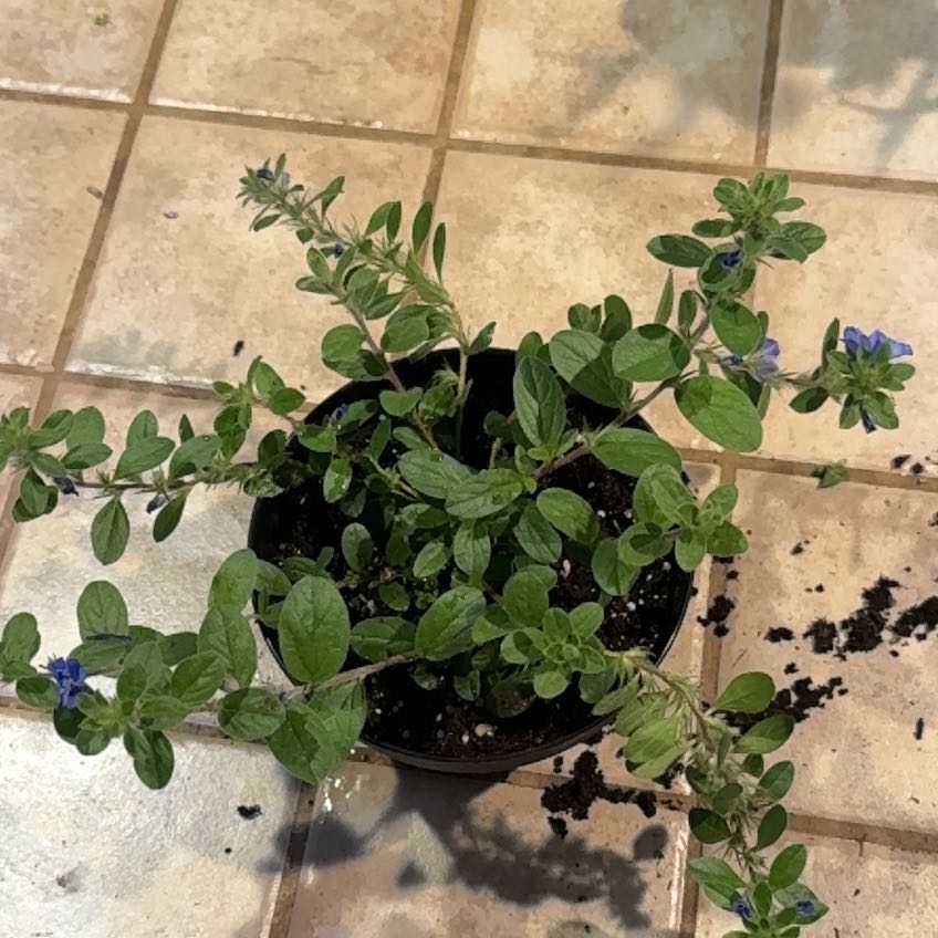 Photo of the plant species Evolvulus 'Blue My Mind®' by @ThrivingCosmo76 named Blue Bell on Greg, the plant care app