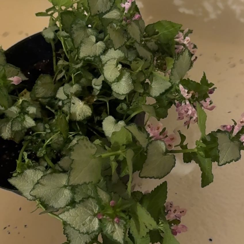 Photo of the plant species Lamium 'Pink Chablis' by @ThrivingCosmo76 named Pink Lady on Greg, the plant care app