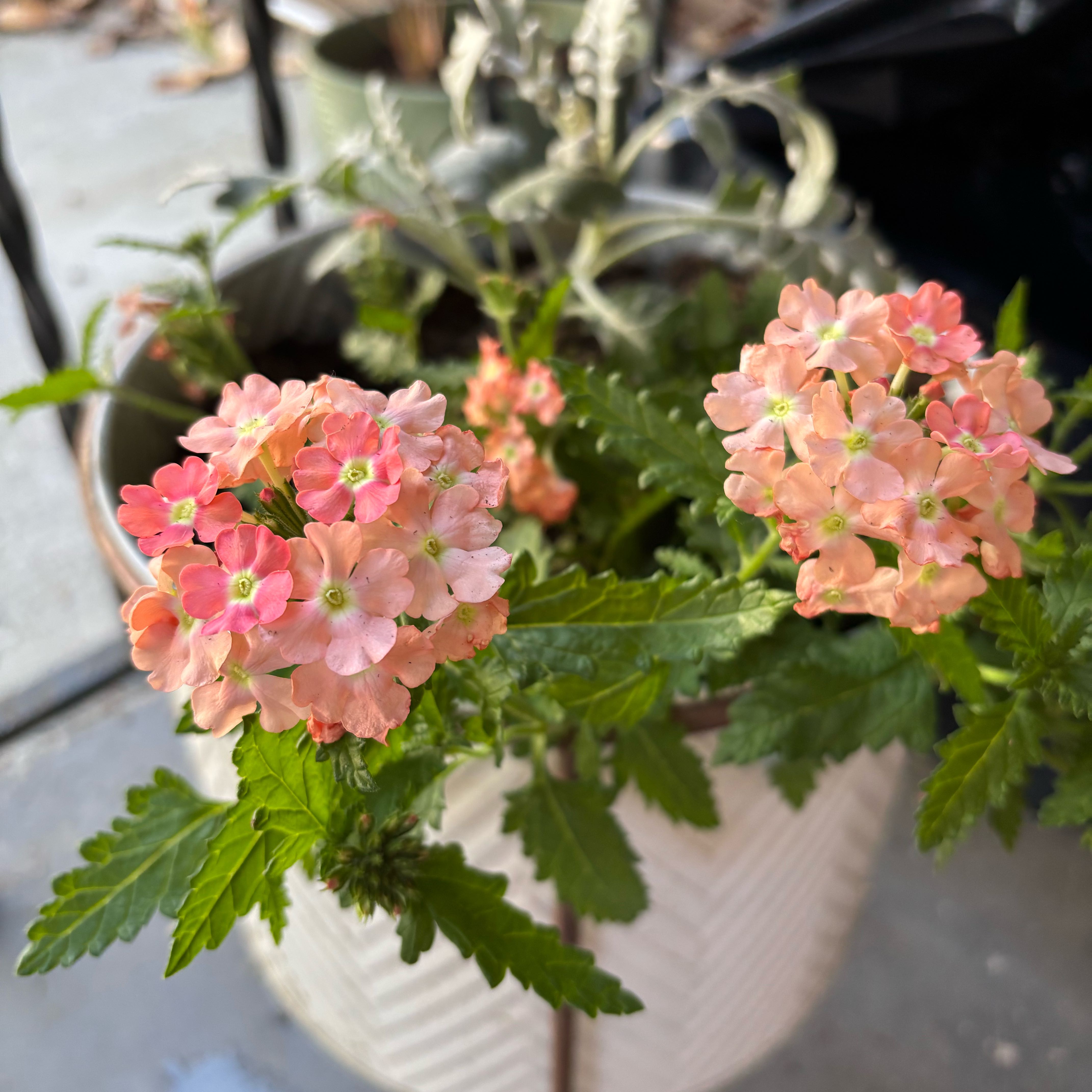 Photo of the plant species Verbena 'Empress Flair Peach' by @Sammymariano named Peachy on Greg, the plant care app
