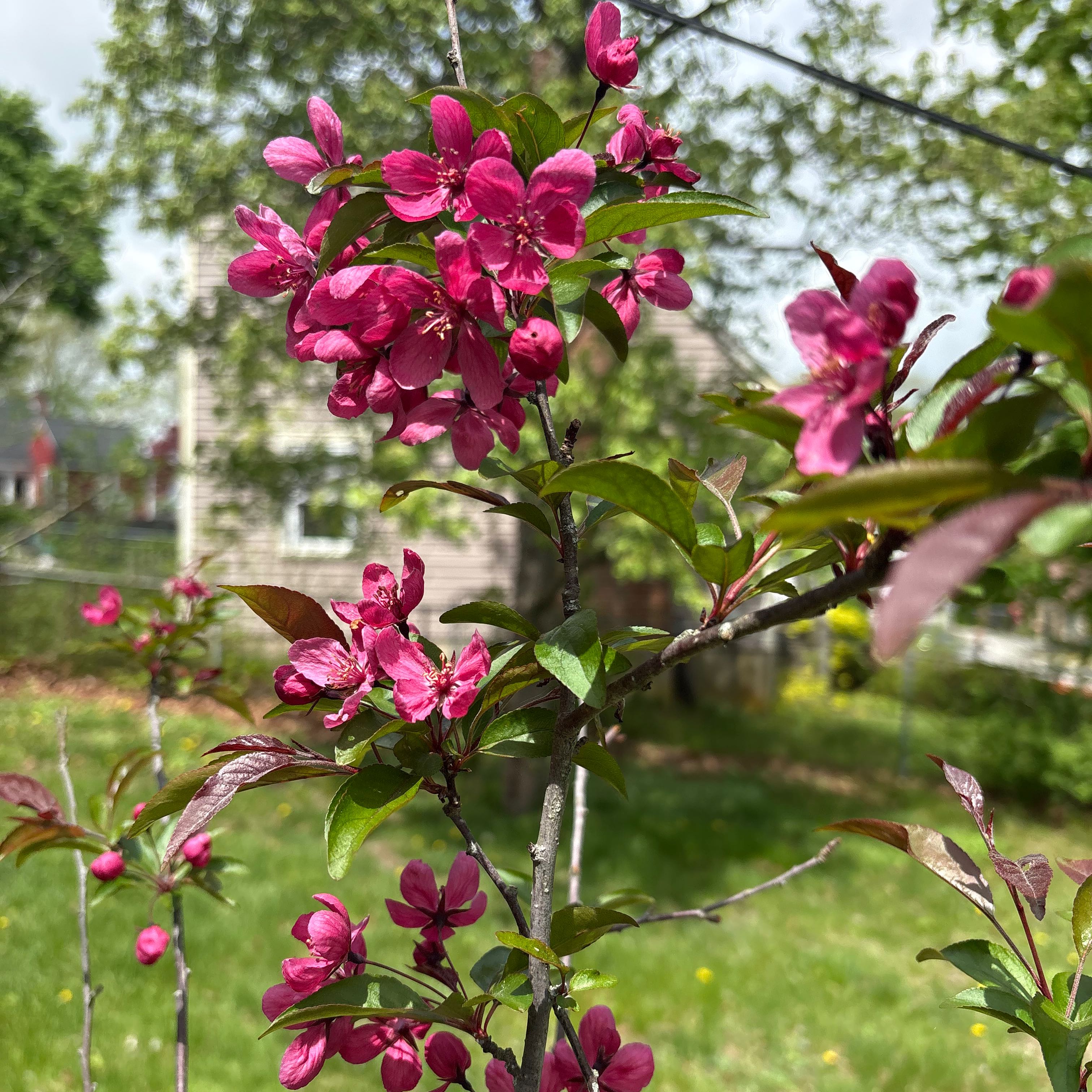 Photo of the plant species Prairie fire crabapple by @Sammymariano named Judson on Greg, the plant care app