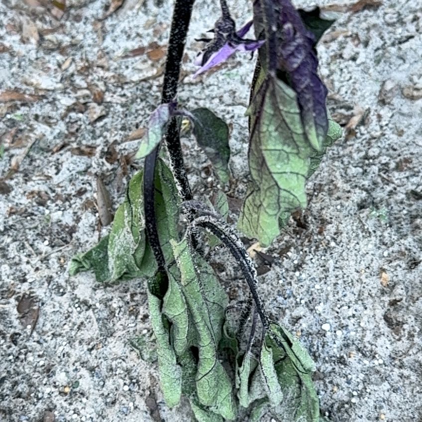 Plant care for Japanese Juniper Bonsi on Greg, the plant care app