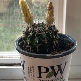 Photo of the plant species Parodia ottonis by @GoldWasabi84 named Fernie Mercury on Greg, the plant care app