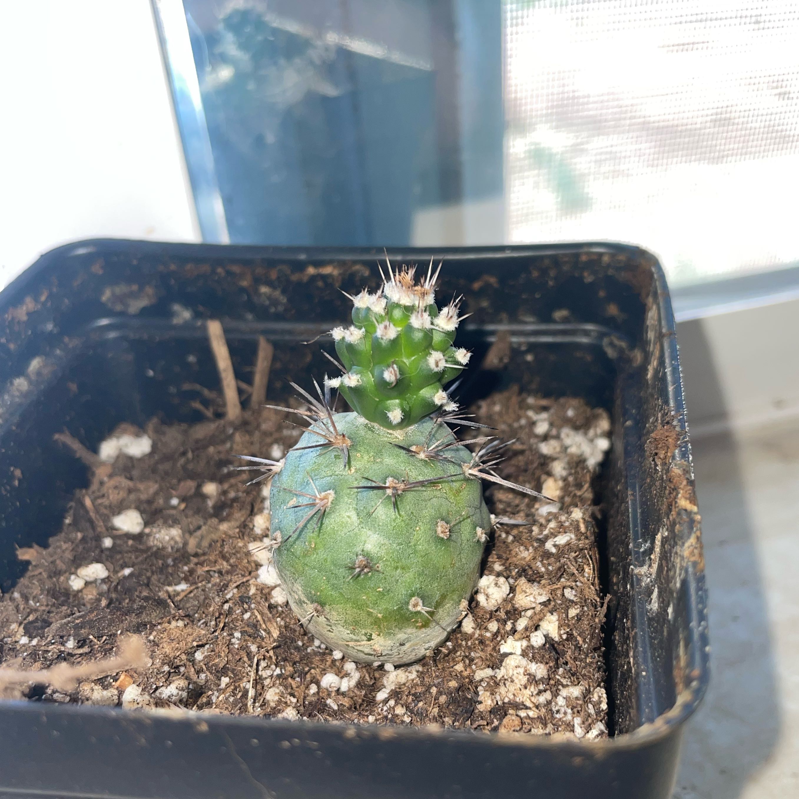 Photo of the plant species Cumulopuntia by @GoldWasabi84 named Achilles on Greg, the plant care app