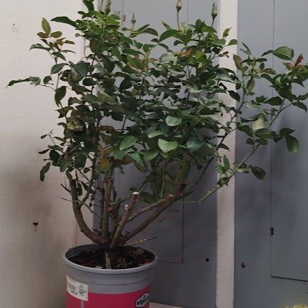 Photo of the plant species Camille Pissarro Rose by @SweetAgboy89 named Yellow blend on Greg, the plant care app