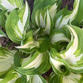 Photo of the plant species Sun Hosta by @UnabashedClusia named Dax on Greg, the plant care app