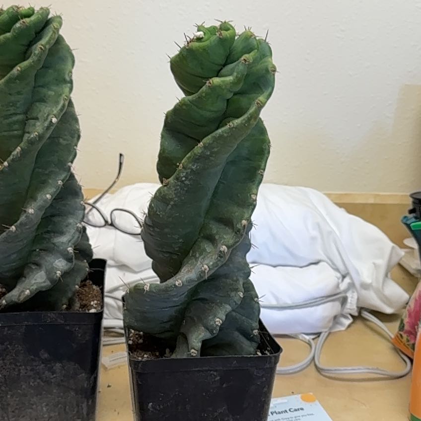 Photo of the plant species Cereus forbesii 'Giromagi' by @ReveredGalega75 named Kendall on Greg, the plant care app