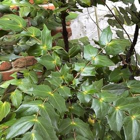 Photo of the plant species Beale's Mahonia by @LordMaylily27 named Hamilton on Greg, the plant care app