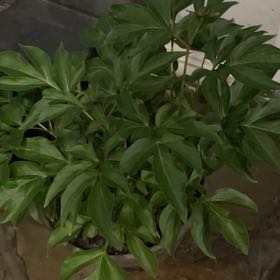 Photo of the plant species Chinese Peony by @LordMaylily27 named Robert Plant on Greg, the plant care app