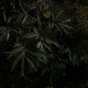 Photo of the plant species Tropical Ash by @LordMaylily27 named Michelle Branch on Greg, the plant care app
