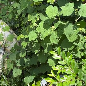 Photo of the plant species Malvaviscus Arboreus by @LordMaylily27 named Diana on Greg, the plant care app