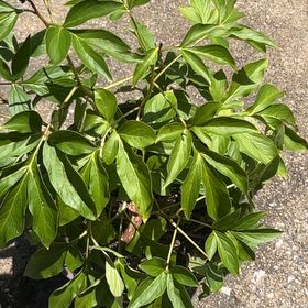 Photo of the plant species Chinese Peony by @LordMaylily27 named Hemingway on Greg, the plant care app