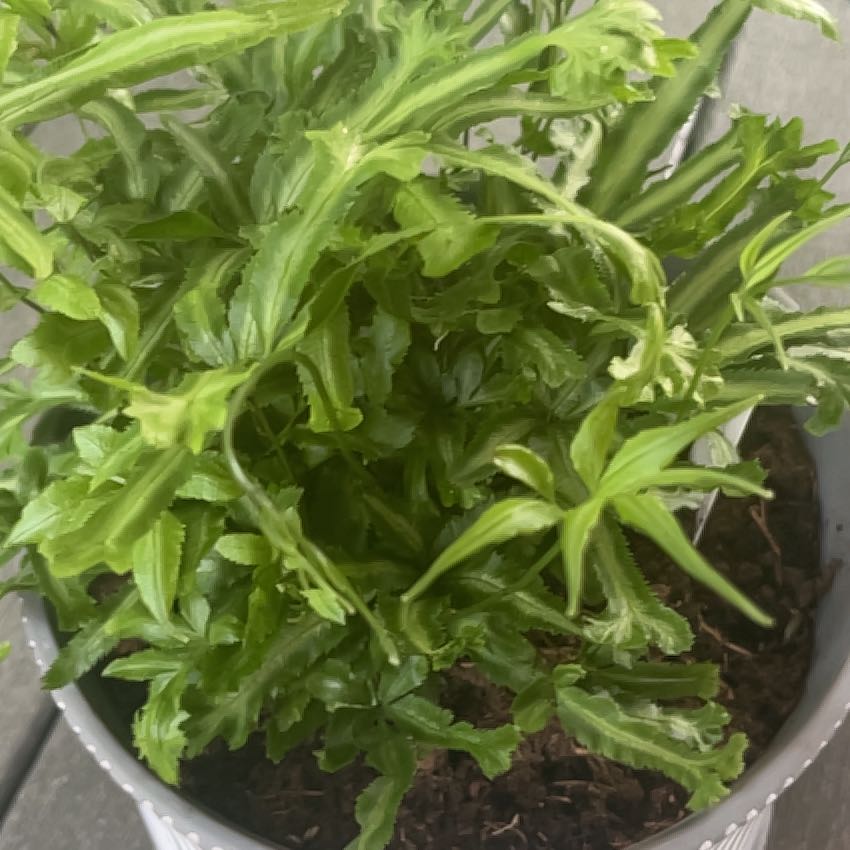 Photo of the plant species Cretan Brake Fern 'Mayii' by @HeroicWavycap67 named da Vinci on Greg, the plant care app