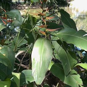 Photo of the plant species Expanded Lobsterclaw by @SuccinctKiekie named Willow on Greg, the plant care app