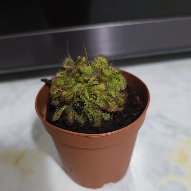 Photo of the plant species Carnivorous octopus plant by @YesLettuce67 named Anne on Greg, the plant care app