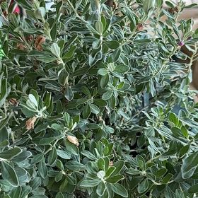 Photo of the plant species Green Cloud Texas Sage by @SingularMaylily named Hemingway on Greg, the plant care app