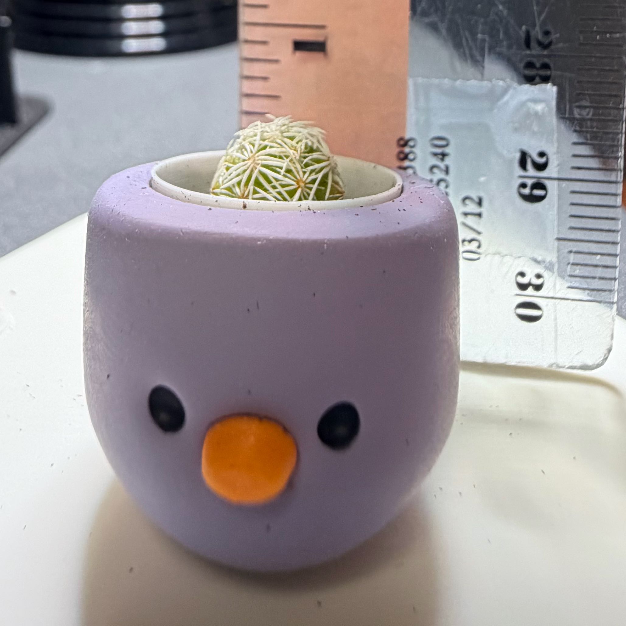 Photo of the plant species Thimble Cactus by @ProudClusia37 named Syde Chik on Greg, the plant care app
