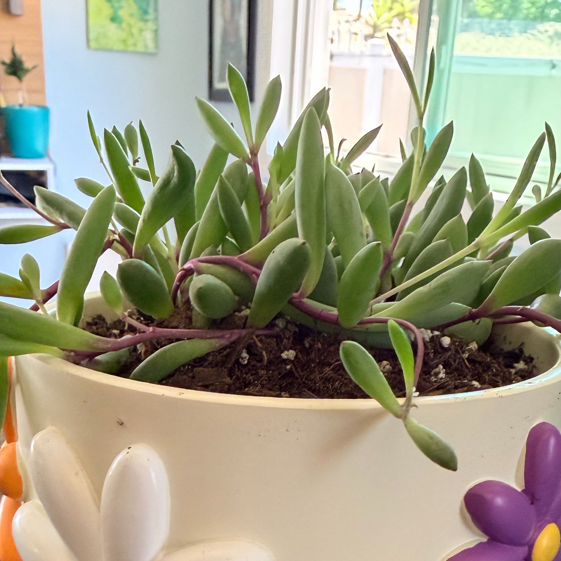 Photo of the plant species ruby necklace by @ProudClusia37 named Peeps on Greg, the plant care app