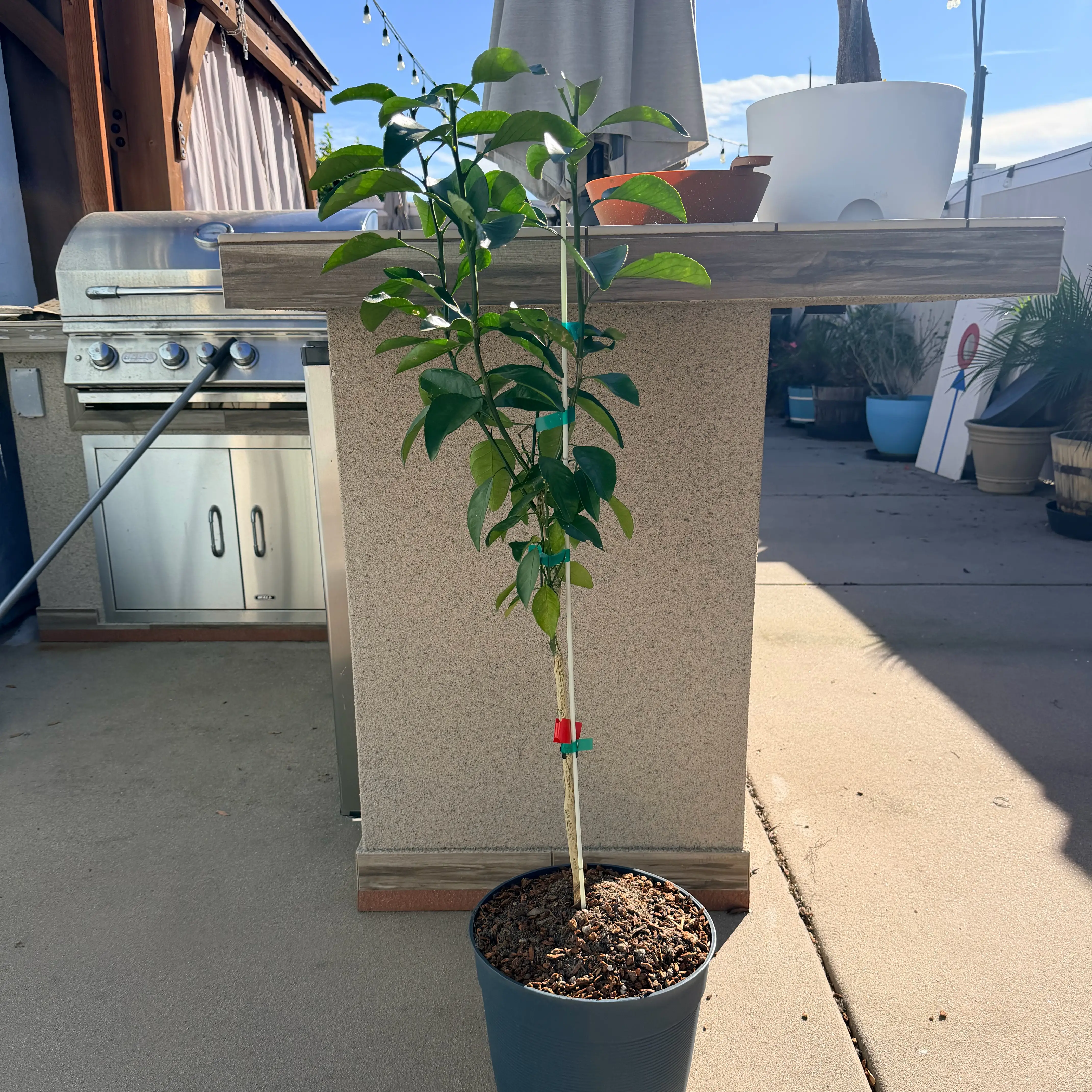 Photo of the plant species Sumo Tangerine by @ProudClusia37 named Sumo on Greg, the plant care app