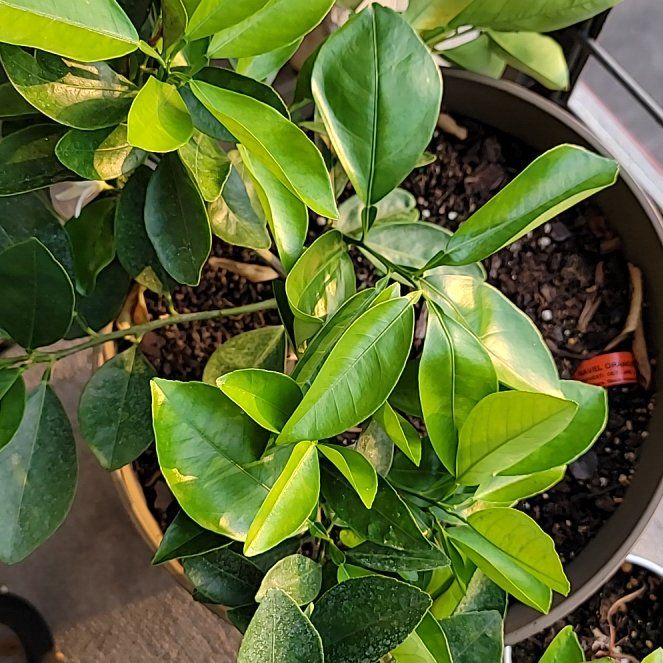 Photo of the plant species Navel Orange by @JovialGinseng62 named Kardashian on Greg, the plant care app