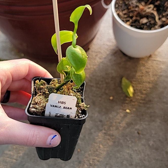 Photo of the plant species Vanilla Bean Plant by @JovialGinseng62 named Ulysses S Plant on Greg, the plant care app