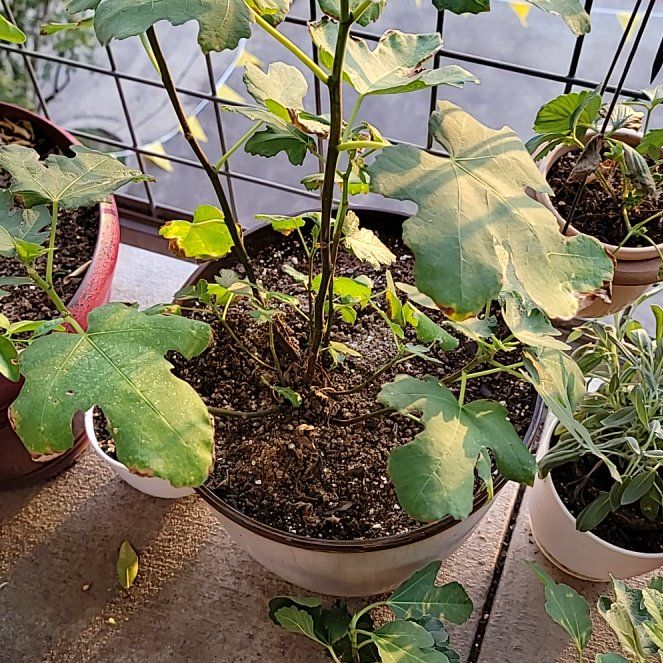 Photo of the plant species Blood Orange by @JovialGinseng62 named Gates on Greg, the plant care app