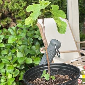 Photo of the plant species Little Ruby Fig by @TryRedbean24 named Fernie Saunders on Greg, the plant care app