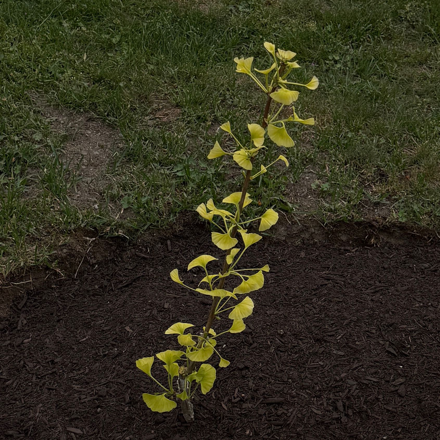 Photo of the plant species Ginkgo 'Beijing Gold' by @KOMackUF named Diana on Greg, the plant care app