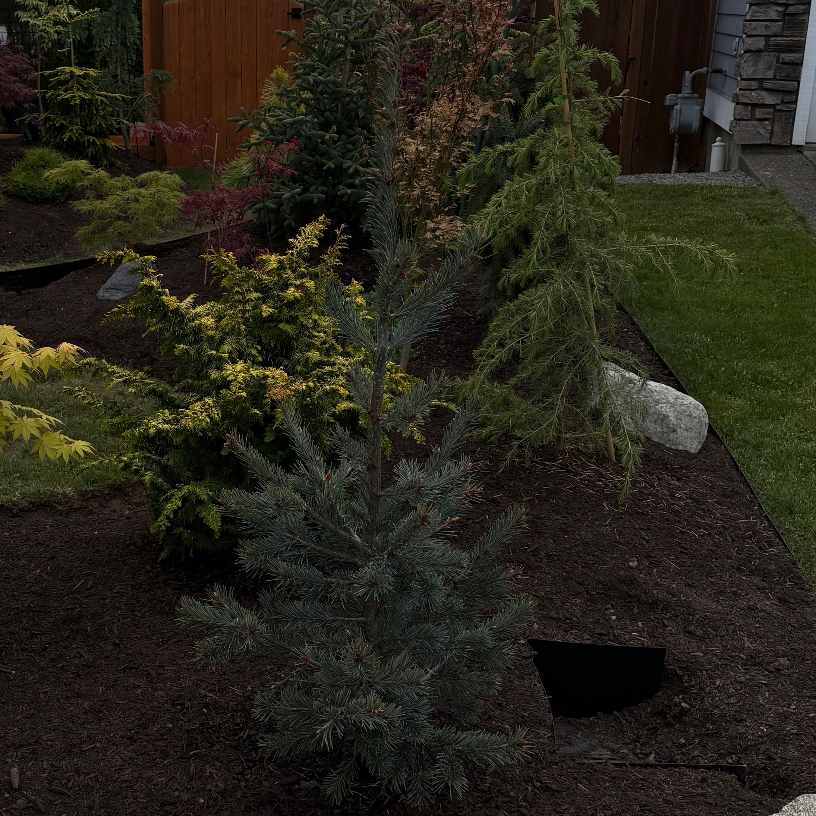 Photo of the plant species Blue Douglas Fir by @KOMackUF named Lebron on Greg, the plant care app