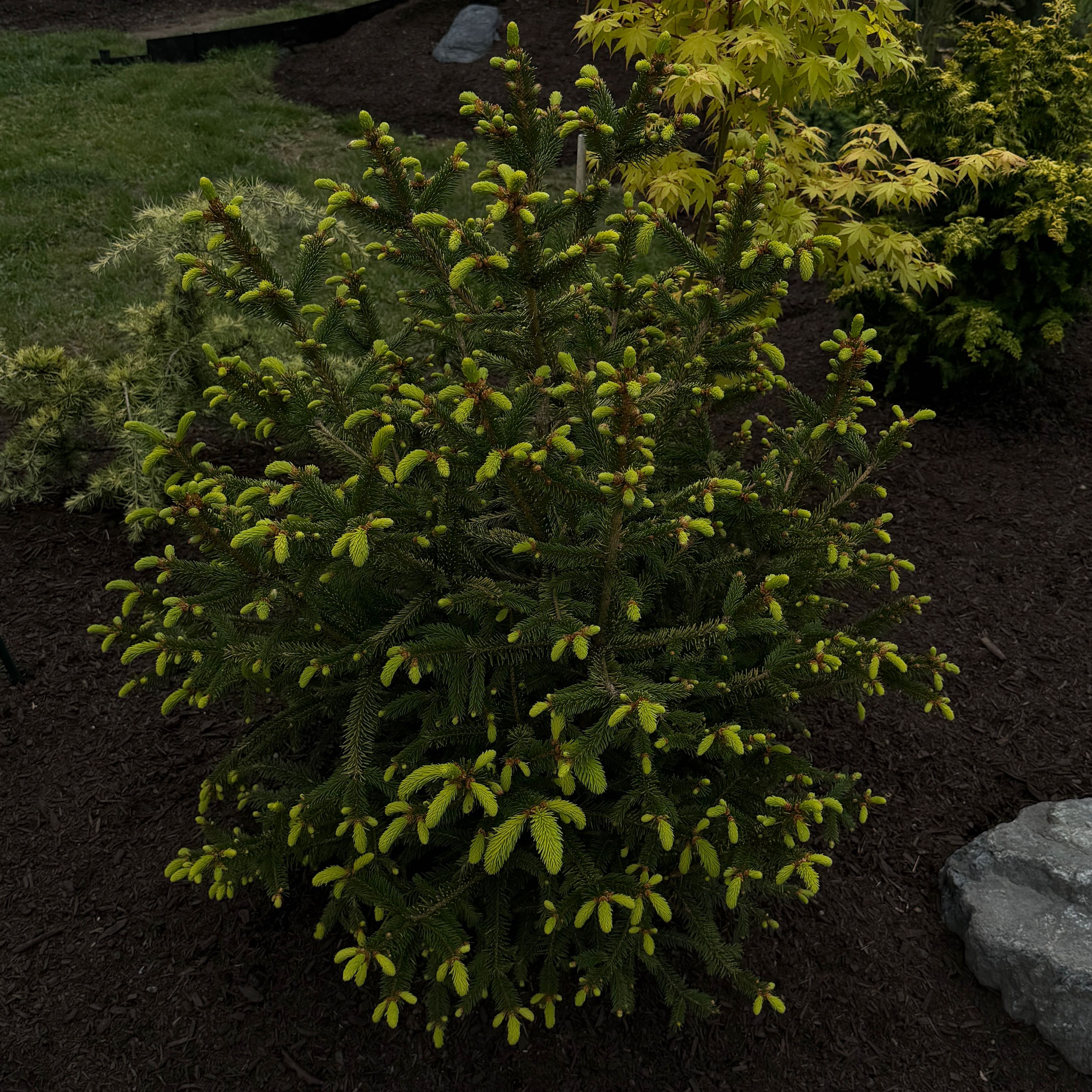 Photo of the plant species Norway Spruce 'The Limey' by @KOMackUF named LiloStitch on Greg, the plant care app