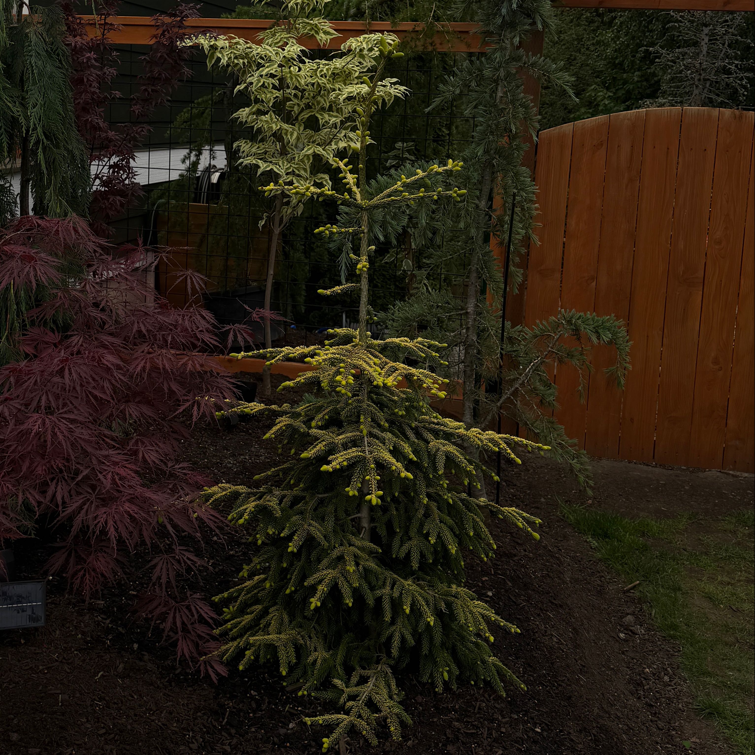 Photo of the plant species Oriental Spruce 'Skylands' by @KOMackUF named ChloroPhil on Greg, the plant care app