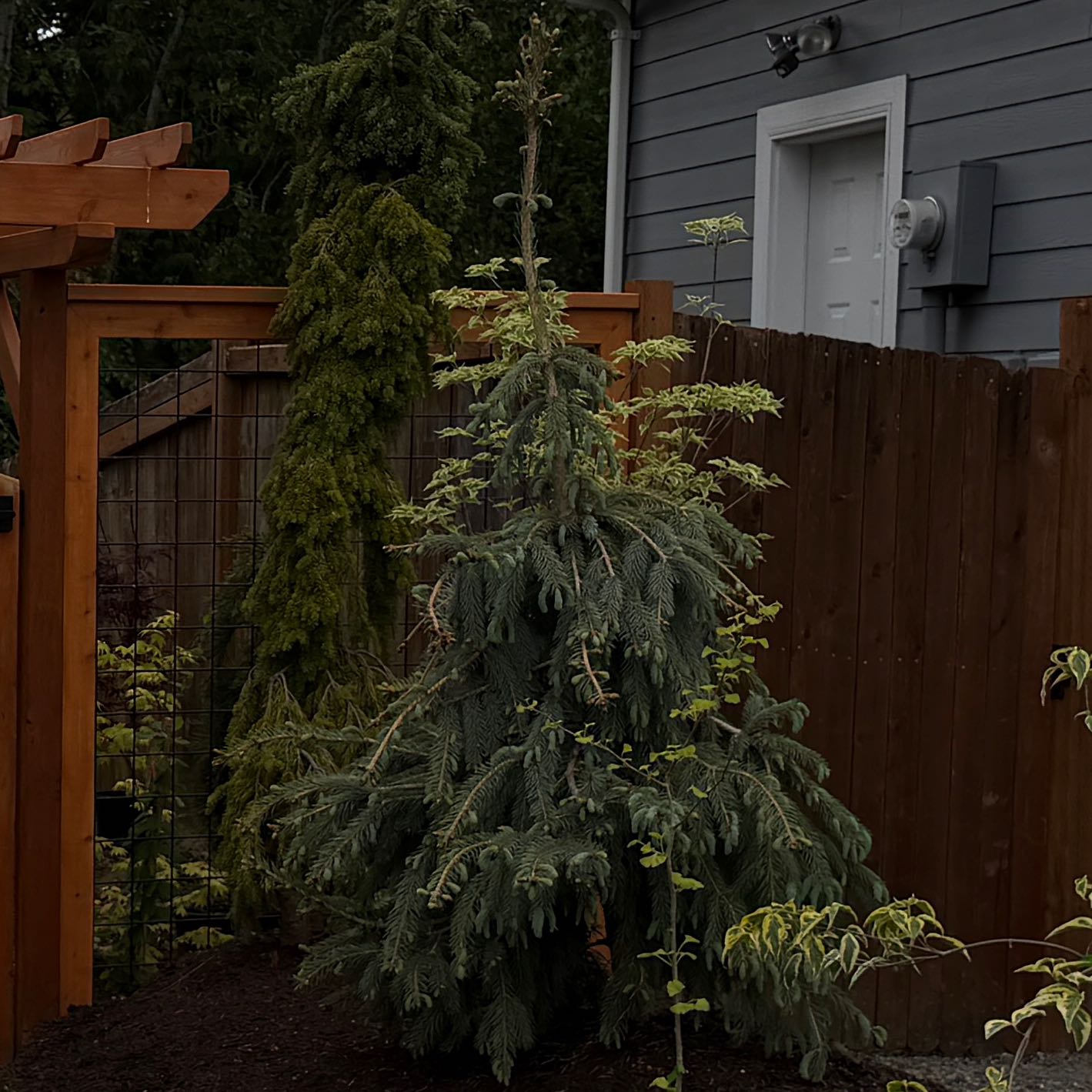Photo of the plant species Engelman Spruce 'Bush's Lace' by @KOMackUF named Tree Diddy on Greg, the plant care app