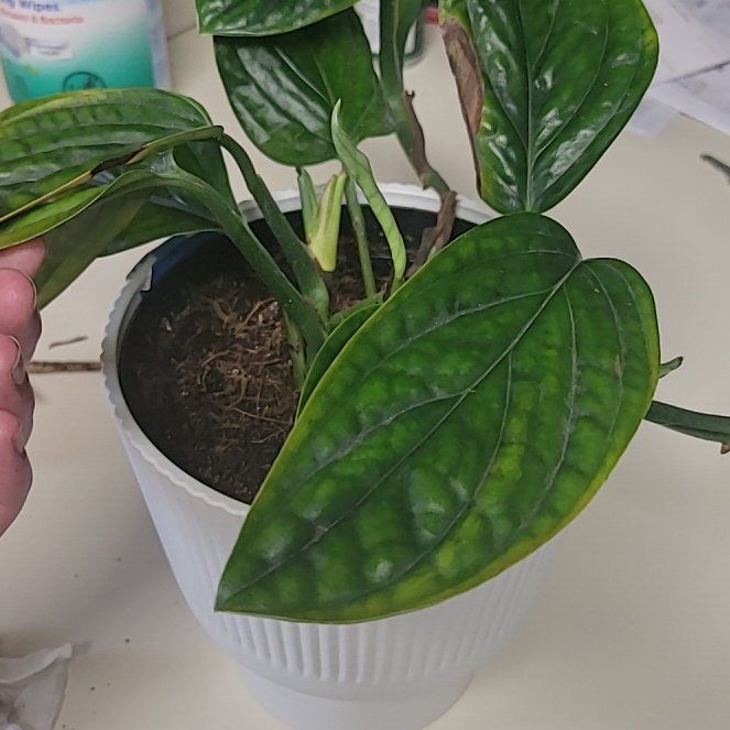 Photo of the plant species Green Galaxy Monstera by @FabBogbean80 named Marilyn on Greg, the plant care app