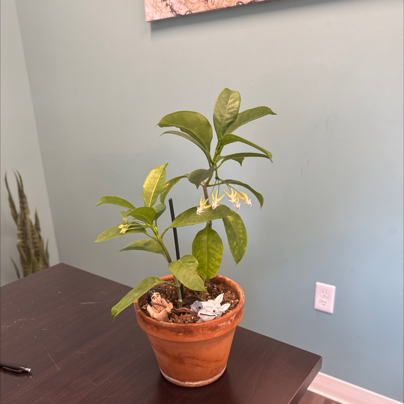 Photo of the plant species Shooting Stars Wax Plant by @VipKowhai51 named Falkor on Greg, the plant care app