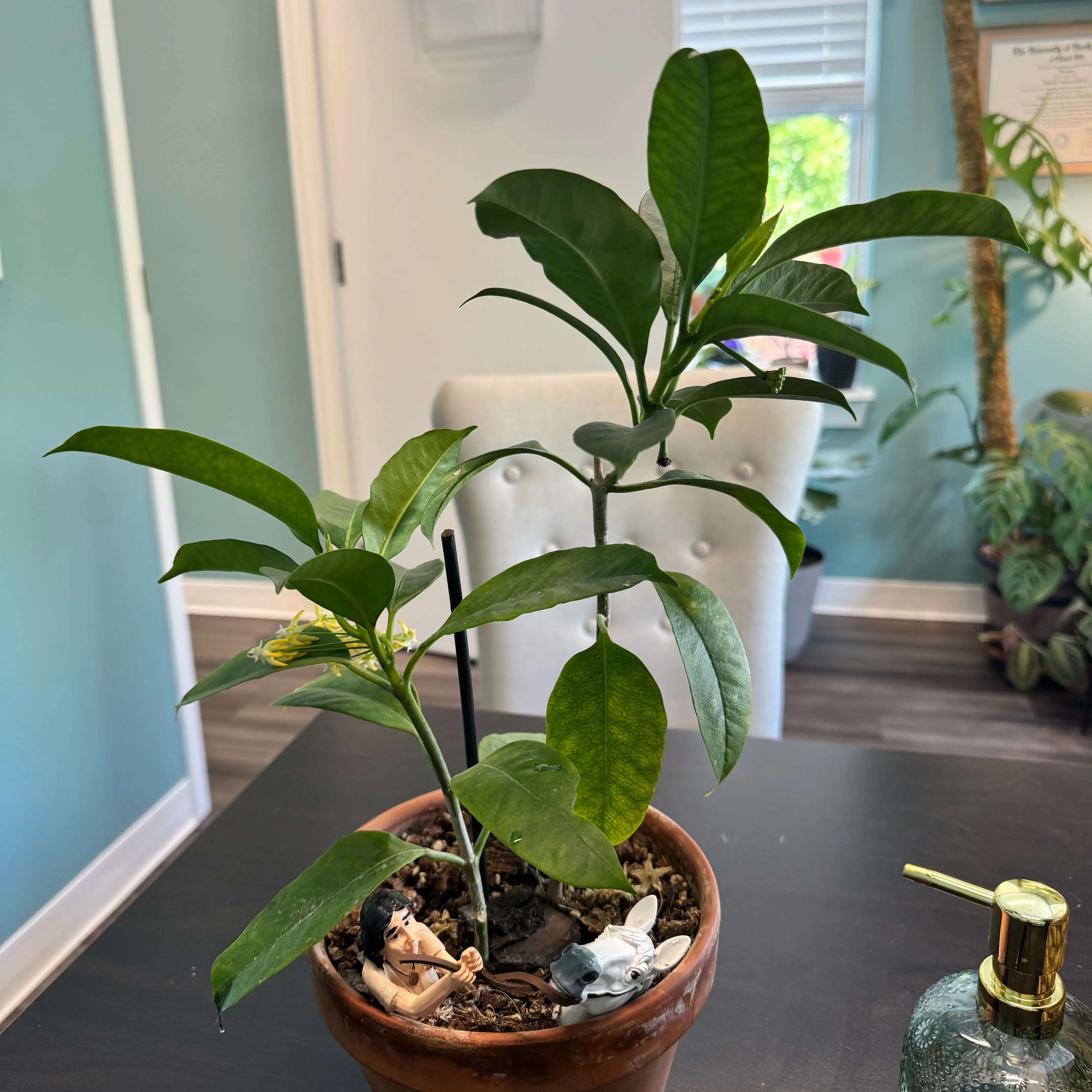 Photo of the plant species Shooting Stars Wax Plant by @VipKowhai51 named Falkor on Greg, the plant care app