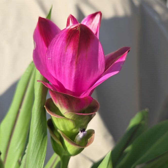 Photo of the plant species Curcuma 'Ruby' by @WinWeed41 named Queen on Greg, the plant care app