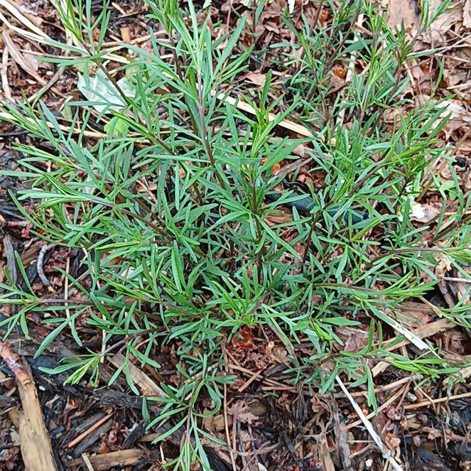 Photo of the plant species Field Wormwood by @LightSicklepod named Walt on Greg, the plant care app