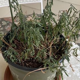 Photo of the plant species Mexican Evening Primrose by @DynamoPapaya named Orwell on Greg, the plant care app