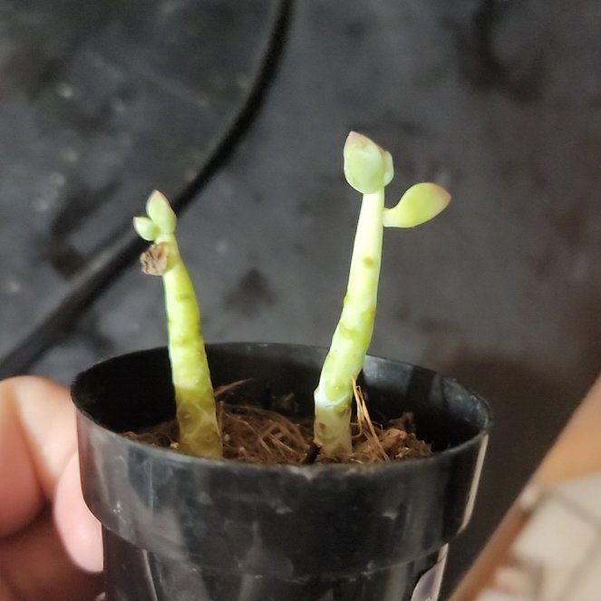 Photo of the plant species Ghosty by @GumptiousAtom2 named Beyonce on Greg, the plant care app