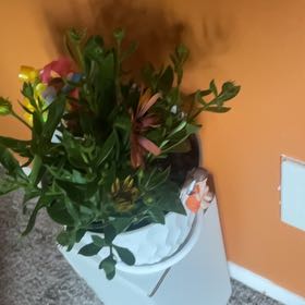 Photo of the plant species Transvaal Daisy by @ComicalMingfern named Forrest on Greg, the plant care app