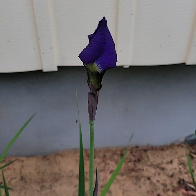 Photo of the plant species Siberian Iris by @GiddyNeem12 named Sage on Greg, the plant care app