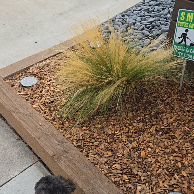 Photo of the plant species Mexican Feather Grass by @LastingNapaea70 named Luna on Greg, the plant care app