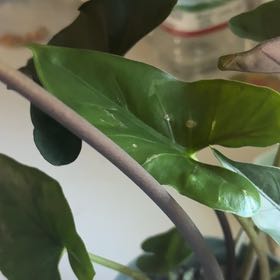 Photo of the plant species Alocasia Purple Cloak by @QueenMarimo45 named Foxxy on Greg, the plant care app