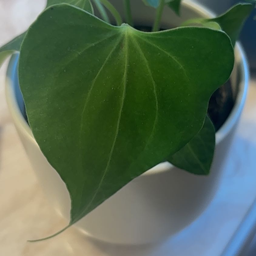 Photo of the plant species Delta Force Anthurium by @QueenMarimo45 named Mando on Greg, the plant care app