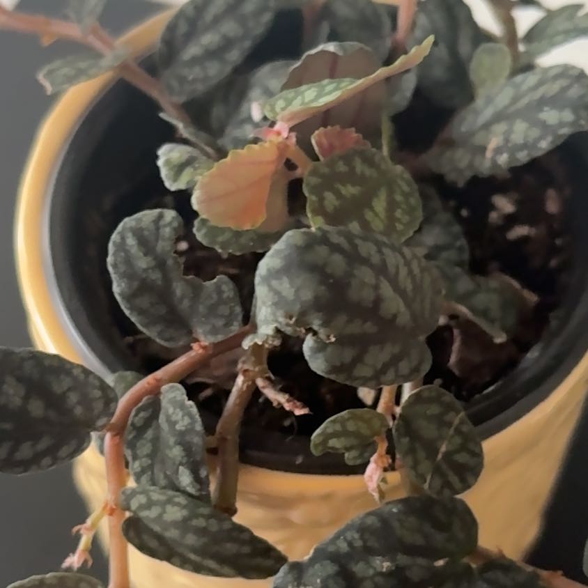 Photo of the plant species Polynesian Ivy by @QueenMarimo45 named Xena on Greg, the plant care app