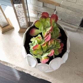 Photo of the plant species Crested Variegated Paddle Plant by @IdolBagpod72 named Kendall on Greg, the plant care app