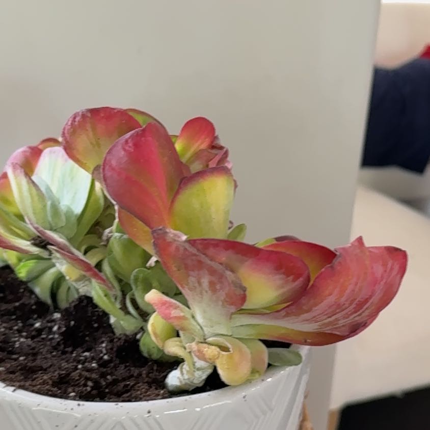 Photo of the plant species Variegated Paddle Plant by @IdolBagpod72 named Zeus on Greg, the plant care app